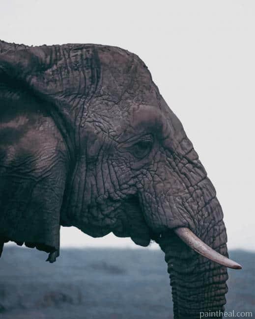 Black Elephant With Small Tusks Painting By Numbers Kits