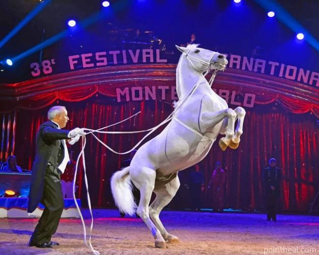 White Horse Performing At A Circus Painting By Numbers Kits