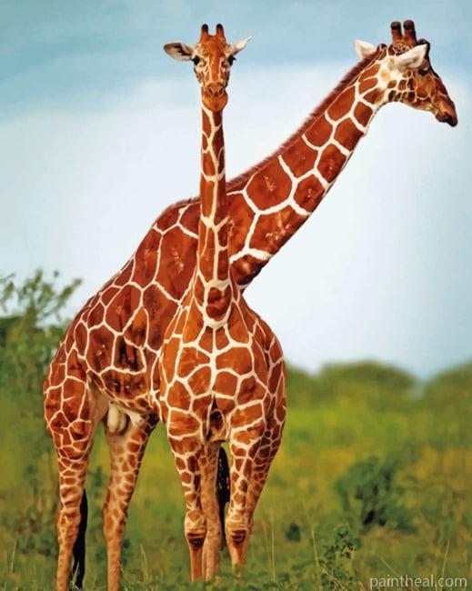 Giraffes Miami Zoo Painting By Numbers Kits