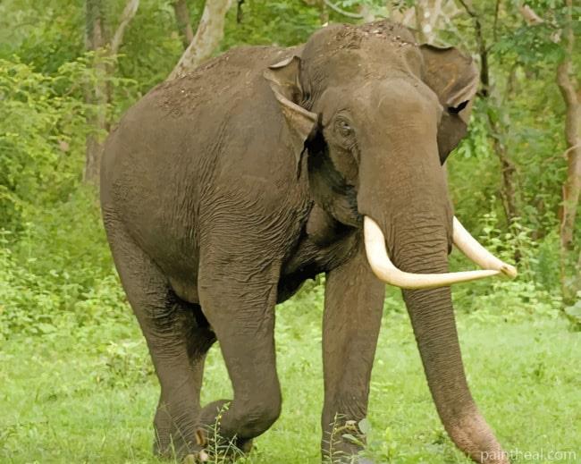 Asian Elephant In Forest Painting By Numbers Kits