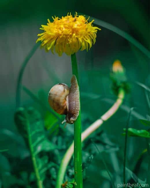 Snail And Yellow Pleated Flower Painting By Numbers Kits