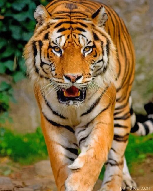 Gorgeous Tiger Painting By Numbers Kits