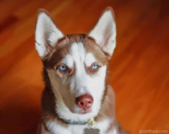 Brown White Serbian Husky Painting By Numbers Kits