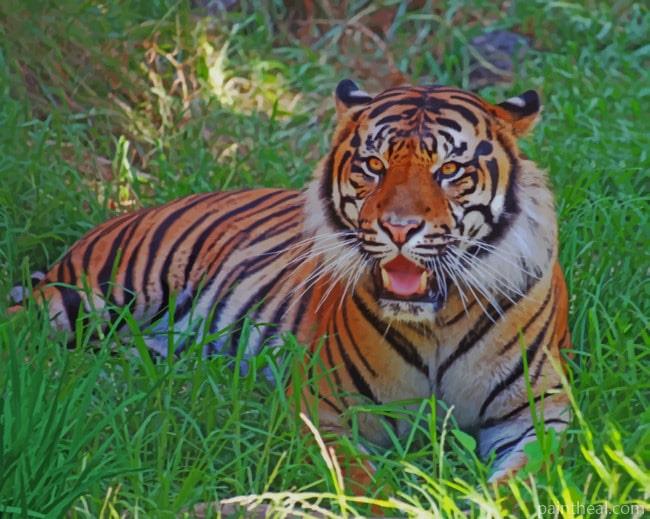 Tiger On The Grass Painting By Numbers Kits
