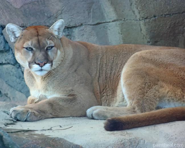 Cougar Animal Sitting In Cave Painting By Numbers Kits