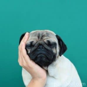 Tenderness Pug Painting By Numbers Kits