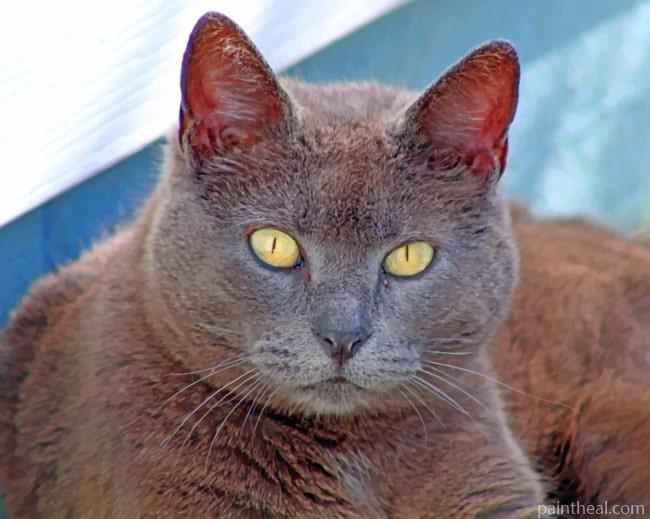 Grey Cat Stare Painting By Numbers Kits