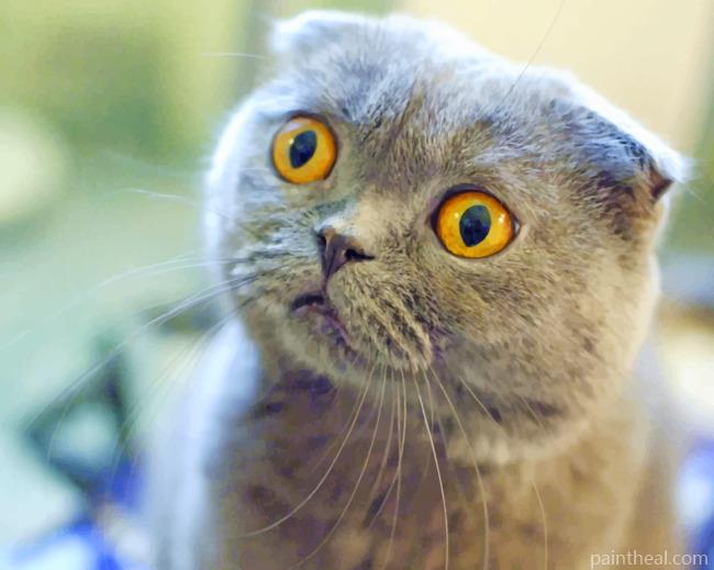 Gray Scottish Fold Cat Painting By Numbers Kits