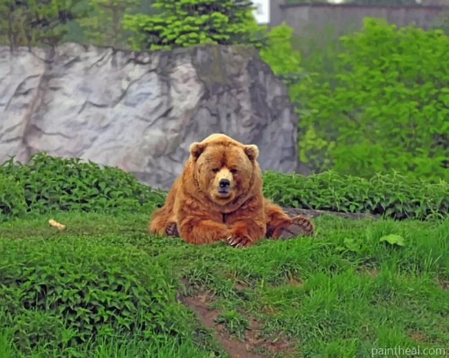 Wild Bear Sitting On Grass Painting By Numbers Kits