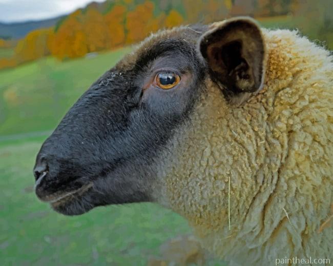 Wild Mountains Sheep Painting By Numbers Kits