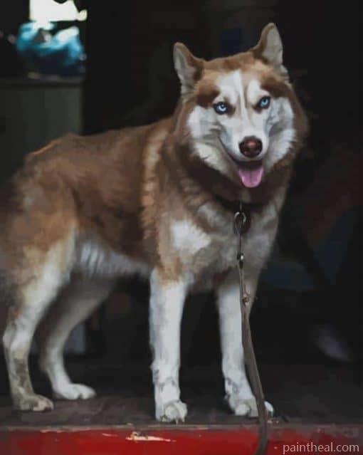 Tan Husky – 5D Diamond Painting Painting By Numbers Kits