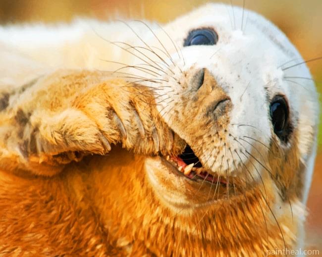 Grey Seal Painting By Numbers Kits