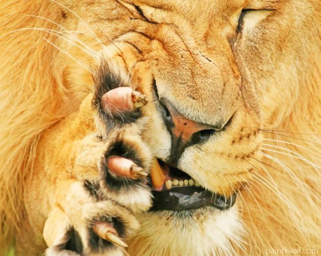 Lion Claws Painting By Numbers Kits