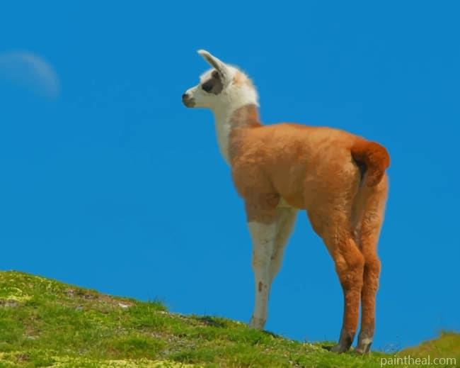 Alpaca Llama In Nature Painting By Numbers Kits