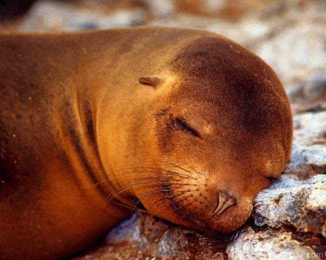 Sleepy Seal Animal Painting By Numbers Kits
