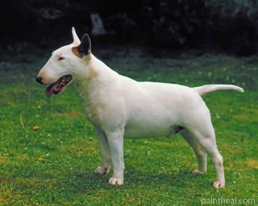 White Bull Terrier Puppy Painting By Numbers Kits