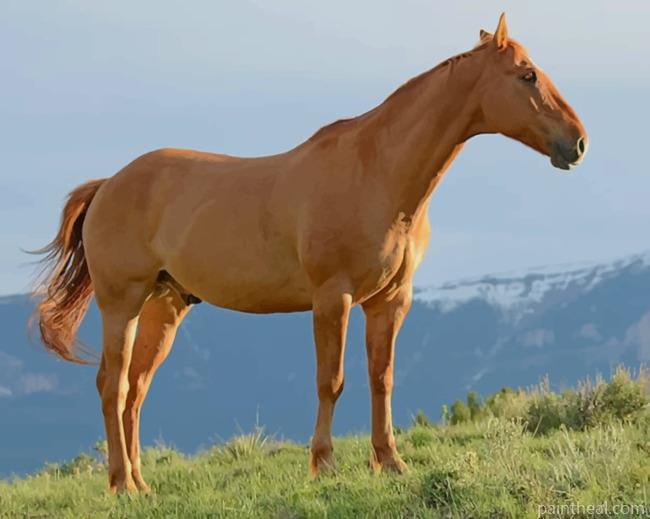 Brown Horse During Daytime Painting By Numbers Kits