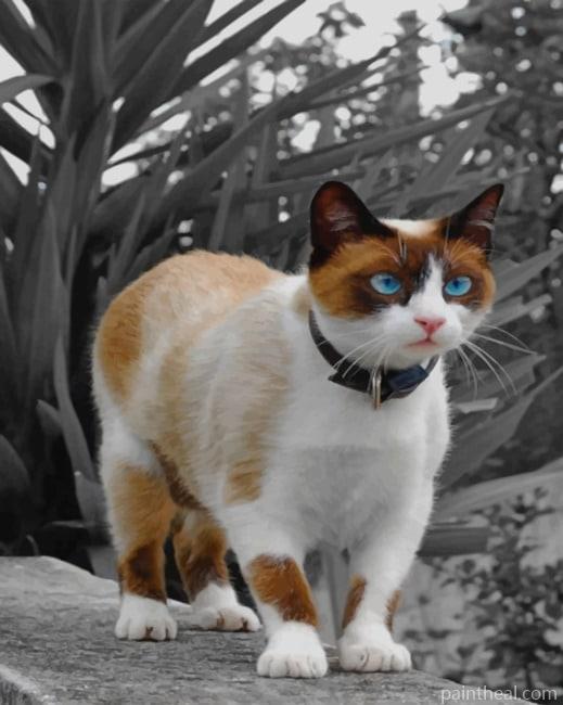 Snowshoe Cat Painting By Numbers Kits