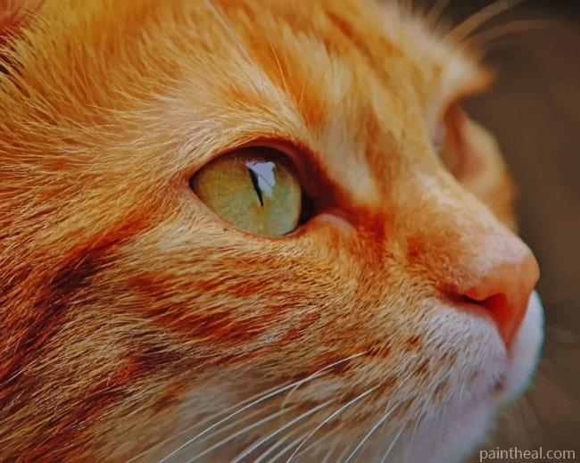 Golden Cat Glance Painting By Numbers Kits