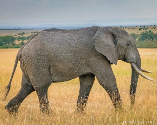 African Grey Elephant In Nature Painting By Numbers Kits