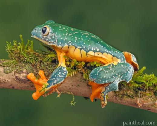 Fringed Leaf Frog On Branches Painting By Numbers Kits