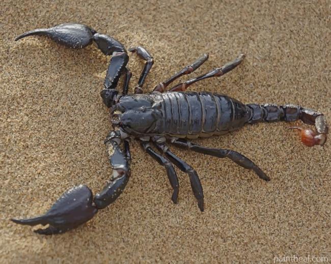 Black Emperor Scorpion In Sand Painting By Numbers Kits
