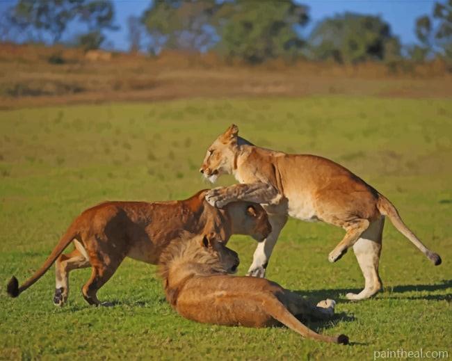 Lion Cubs Playing Painting By Numbers Kits