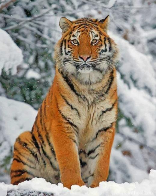 Siberian Tiger In The Snow Painting By Numbers Kits