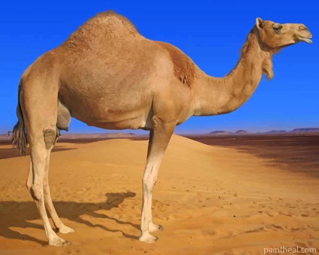 Desert Camel Animal Painting By Numbers Kits