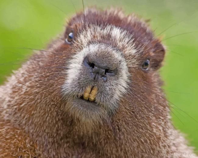 Furry Beaver Face Painting By Numbers Kits