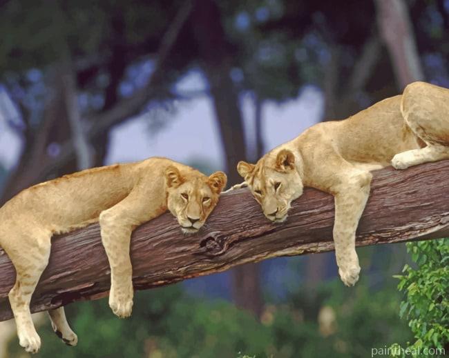 Two Lions On A Tree Painting By Numbers Kits