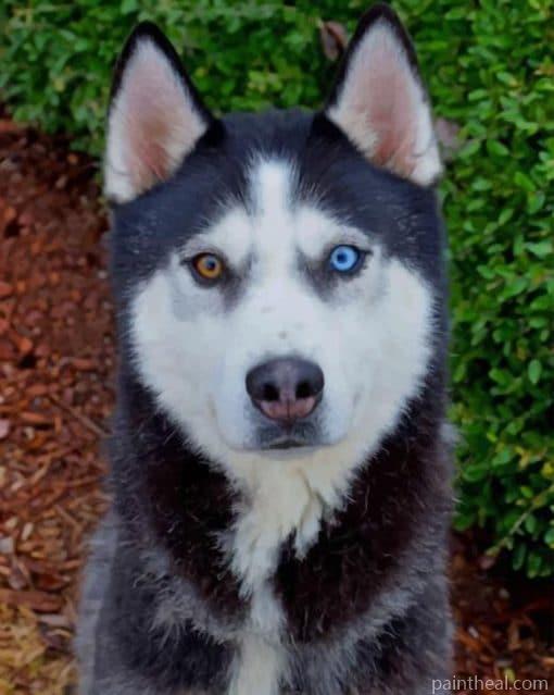 Husky Bi Colored Eyes – 5D Diamond Painting Painting By Numbers Kits