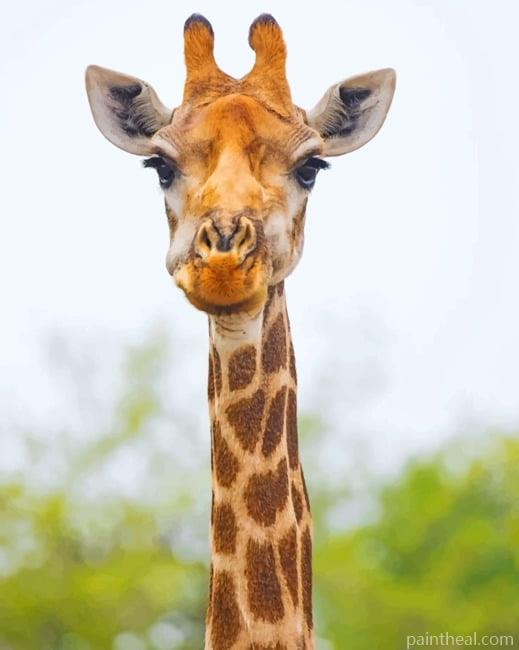 Giraffe Face Painting By Numbers Kits