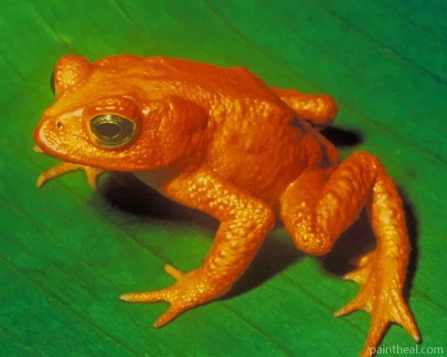 Jumping Orange Frog Painting By Numbers Kits