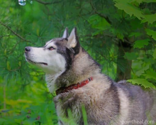 Beautiful Siberian Husky – 5D Diamond Painting Painting By Numbers Kits