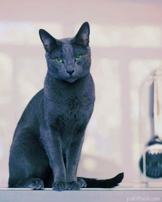 Russian Grey Cat Painting By Numbers Kits