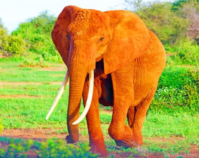 Lone Giant Elephant Painting By Numbers Kits