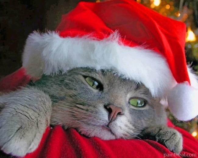 Grey Cat With A Red Hat Painting By Numbers Kits