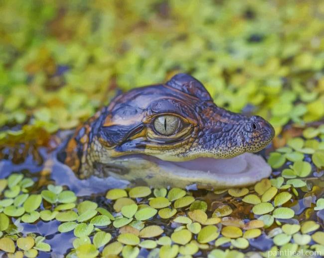 Baby Alligator In The Water Painting By Numbers Kits