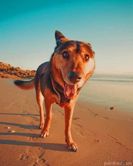 Dog Playing In Beach Painting By Numbers Kits