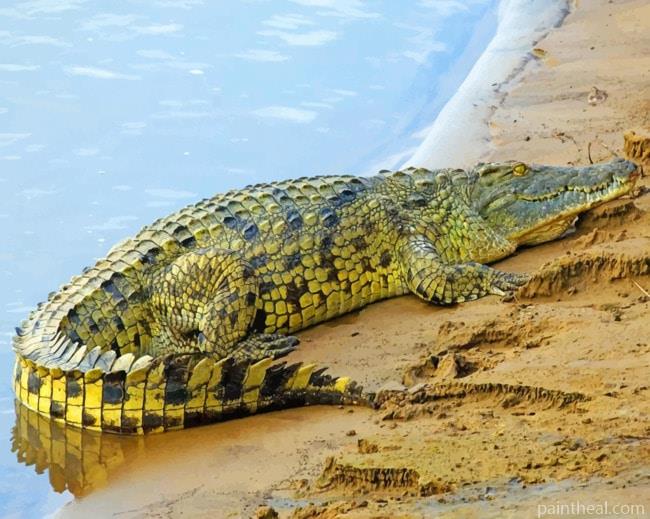 Alligator Reptiles Painting By Numbers Kits