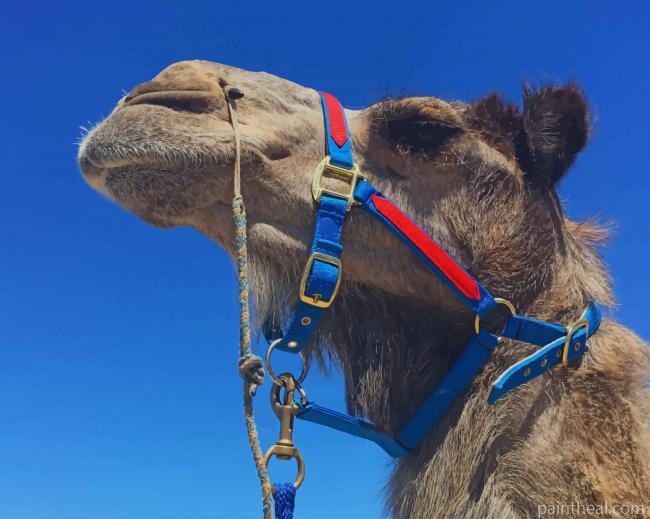 Haughty Camel Painting By Numbers Kits