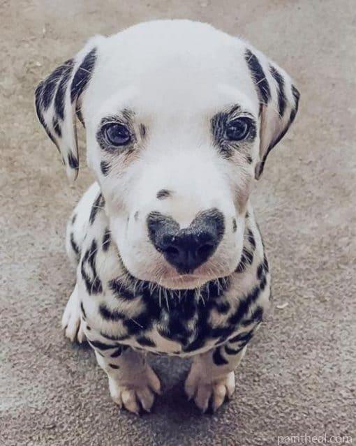 Dalmatian With Heart Nose Painting By Numbers Kits