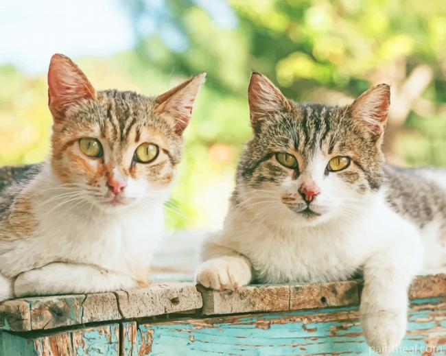 Cats Siblings In Garden Painting By Numbers Kits