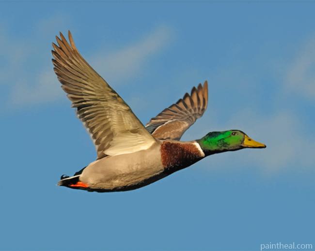 Mallard Flying Duck Painting By Numbers Kits