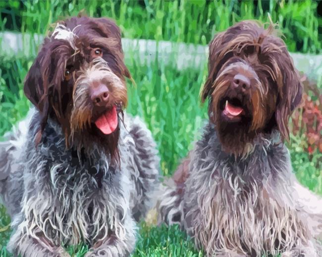 Wirehaired Pointing Griffon Dogs Painting By Numbers Kits