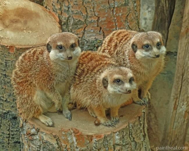 Meerkats Animals Painting By Numbers Kits