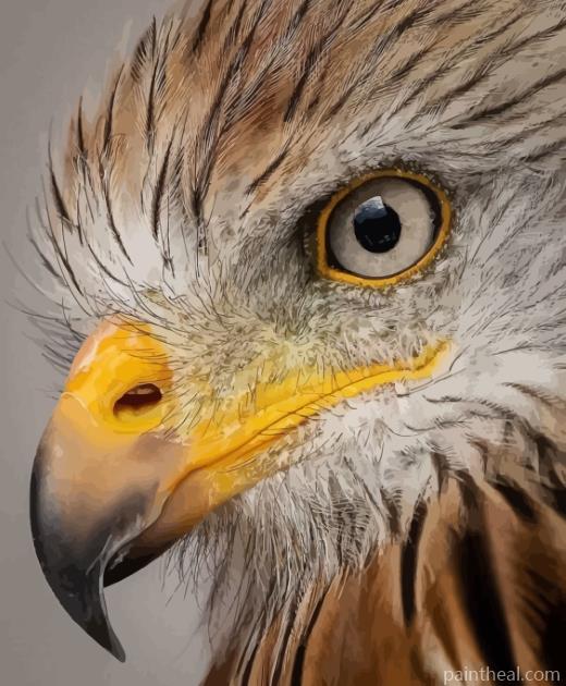 Cool Eagle Eyes Bird Painting By Numbers Kits