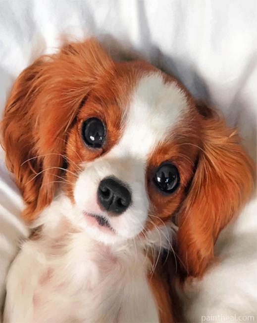 Cute Cavalier Puppy Painting By Numbers Kits