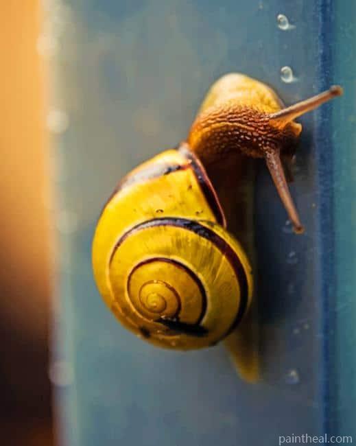 Yellow Snail Painting By Numbers Kits